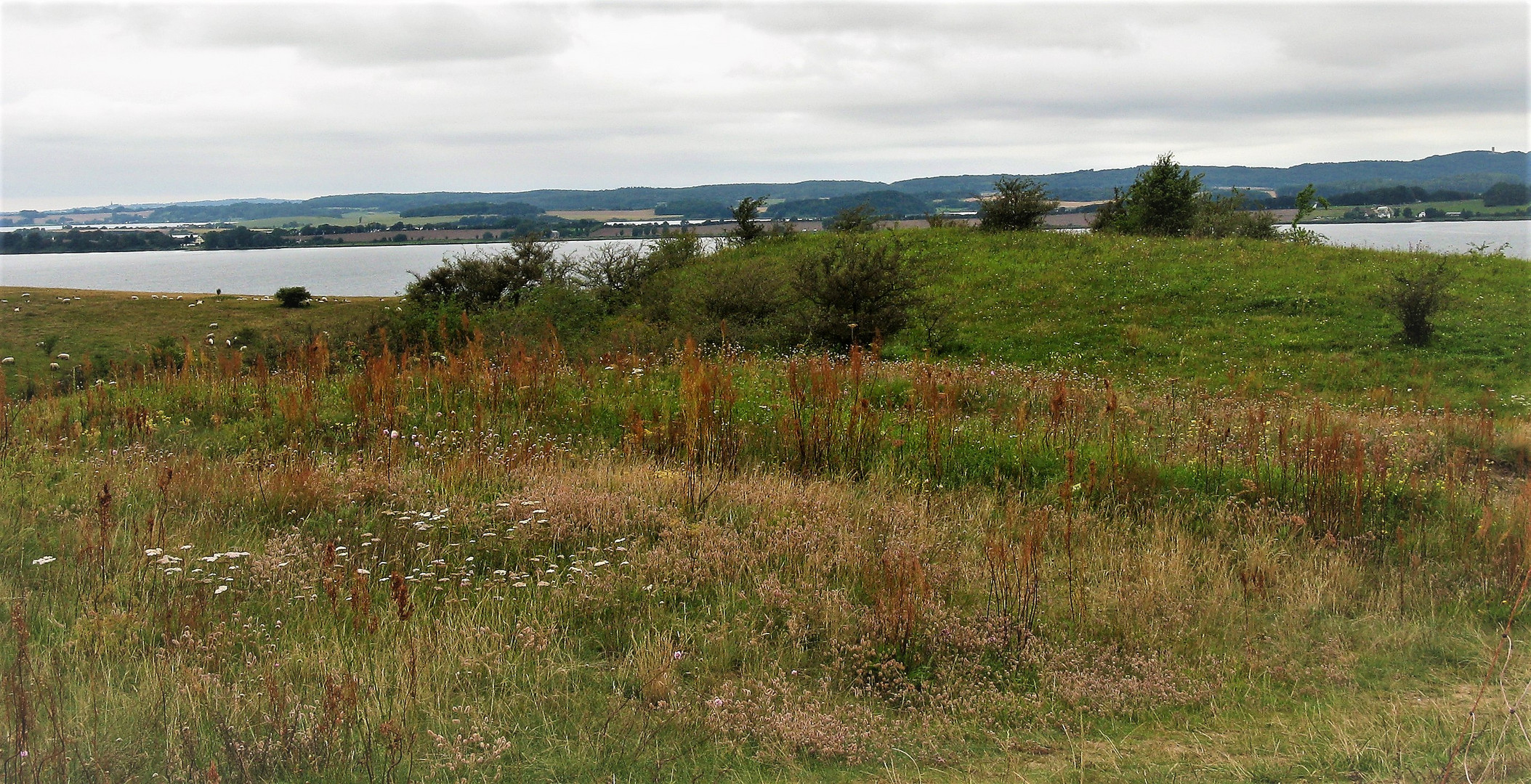 - die Natur am  BODDEN -