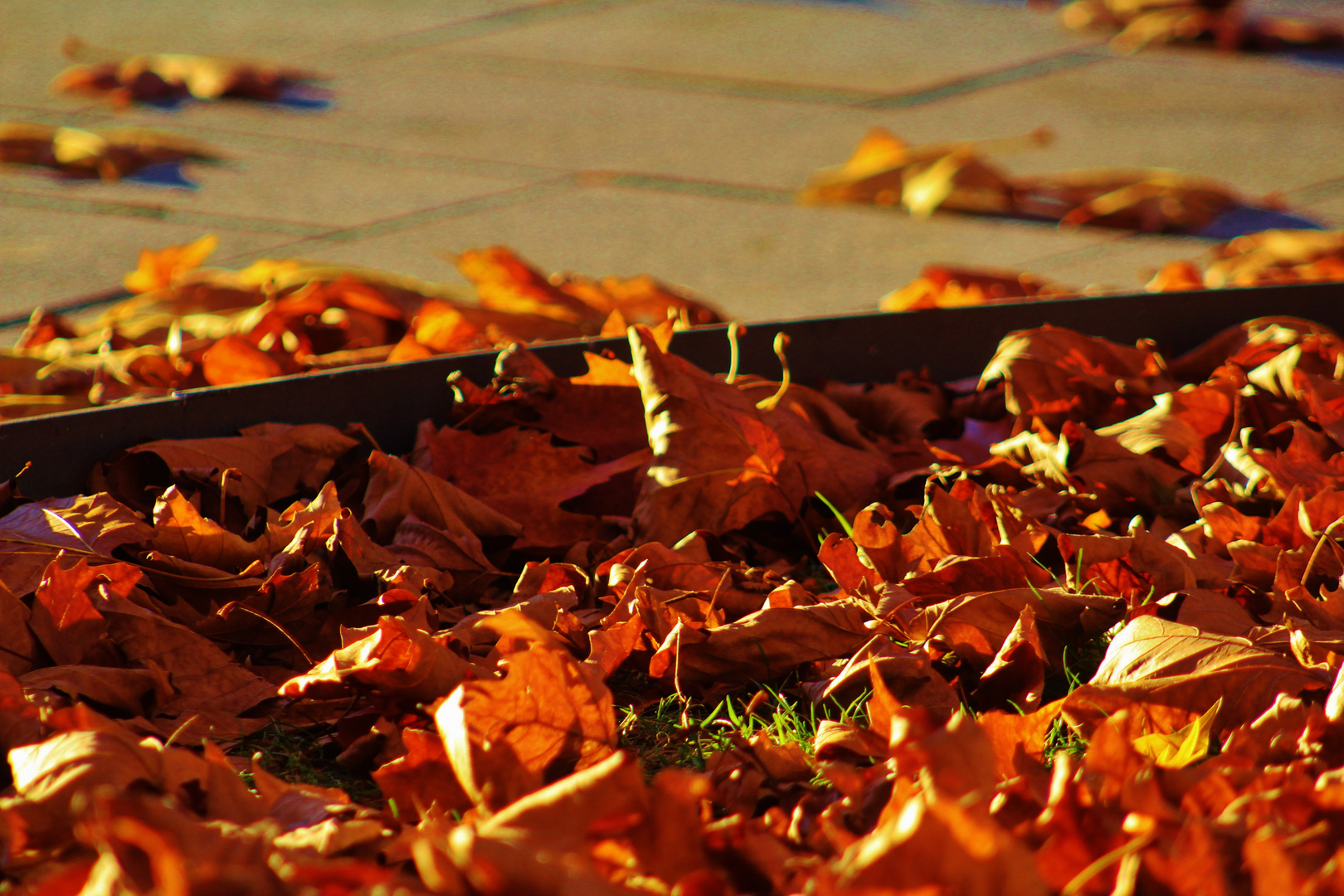 die Natur am Ende des Herbstes 