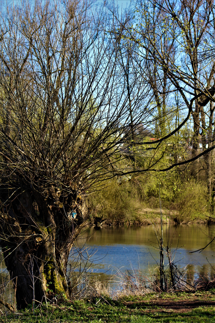 die Natur am Neckar  ,