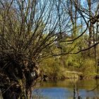 die Natur am Neckar  ,