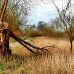 Die Natur an der Ruhr (1) (misslungen) siehe HG