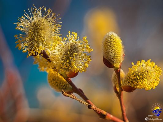Die Natur auf dem Balkon erwacht 