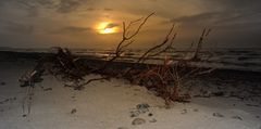 Die Natur auf Hiddensee