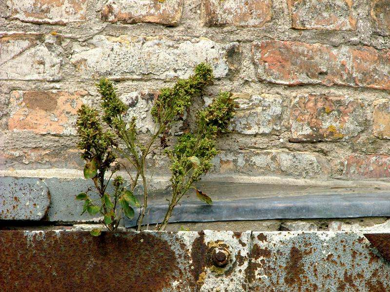 Die Natur bahnt sich ihren Weg