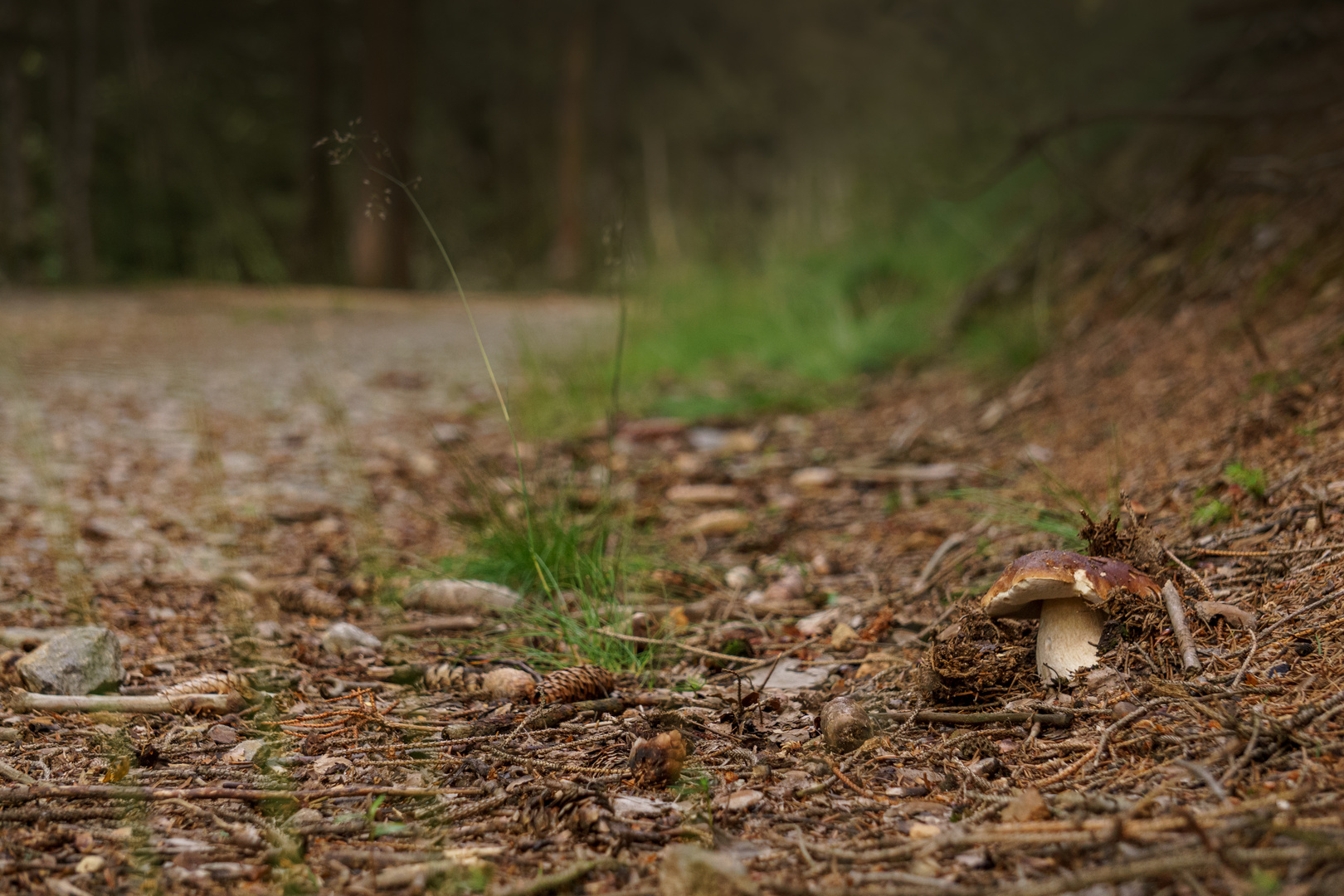 Die Natur bahnt sich Ihren Weg