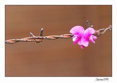 Die Natur bahnt sich ihren Weg....