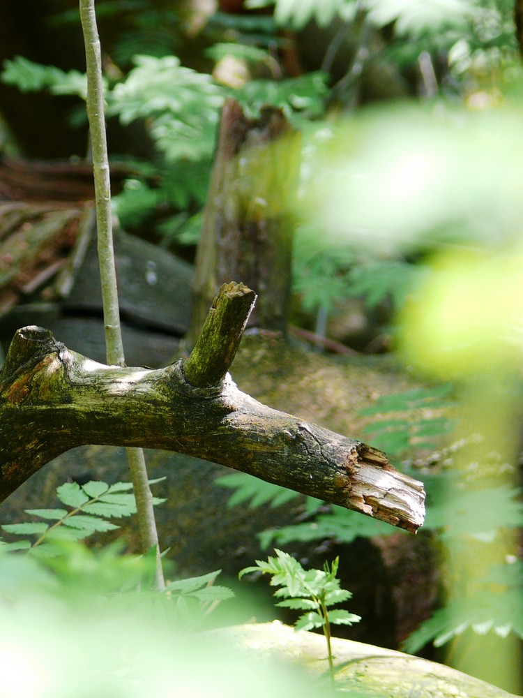 Die Natur bahnt sich ihren Weg. Ast im Mai aufgenommen.