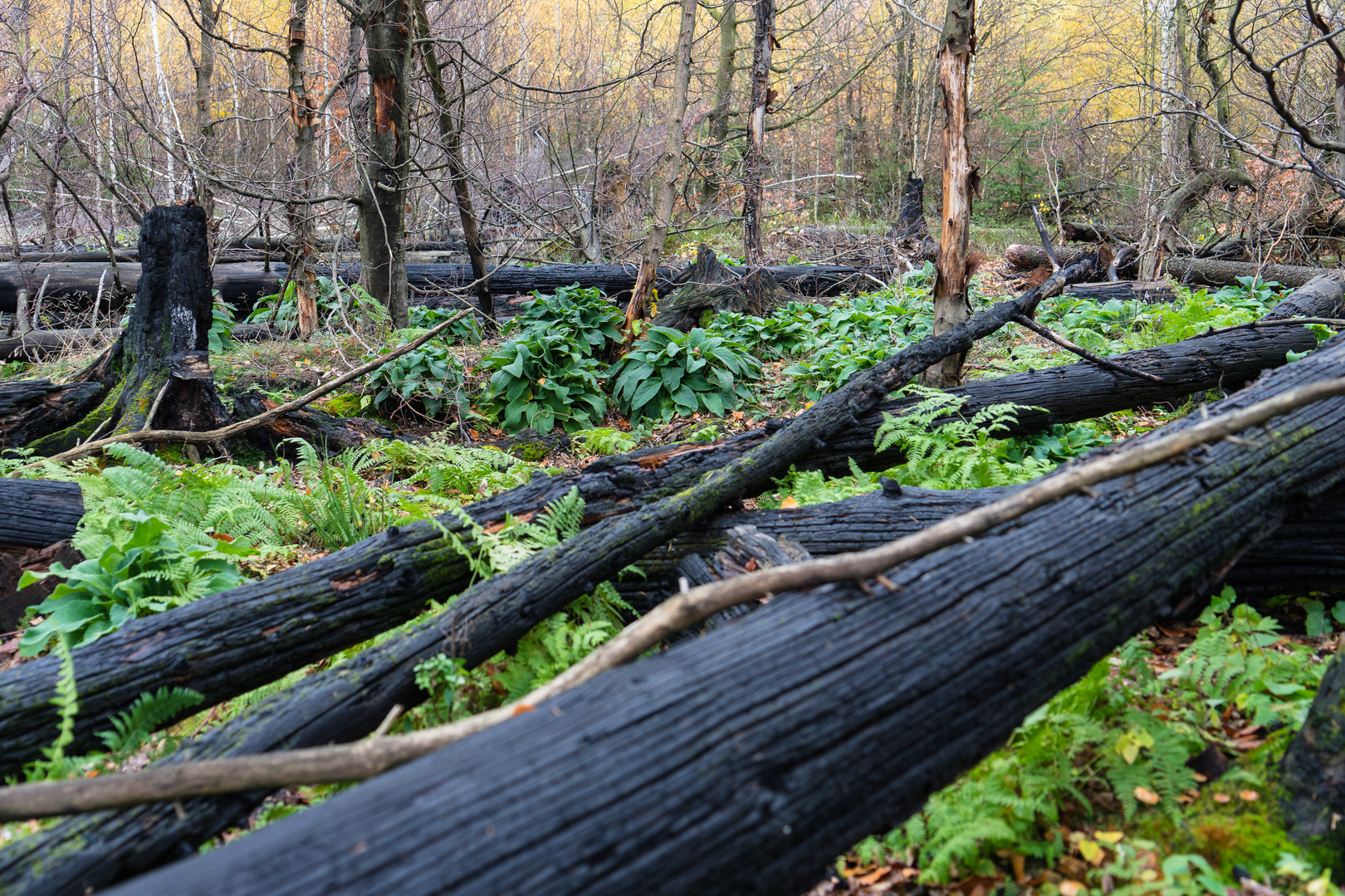 die Natur bahnt sich ihren Weg