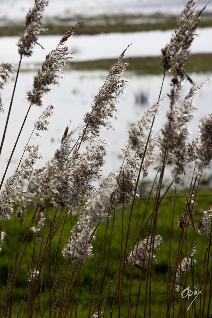 die Natur bereitet sich auf den Frühling vor