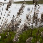 die Natur bereitet sich auf den Frühling vor