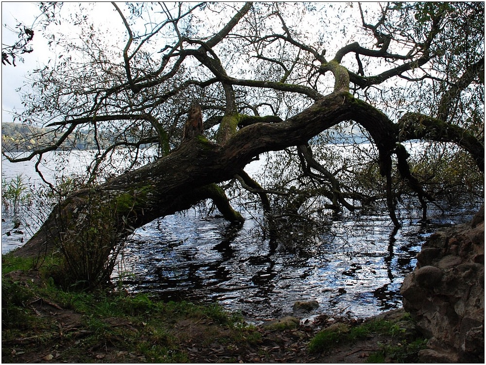 Die Natur bestimmt oft den Weg der Bäume