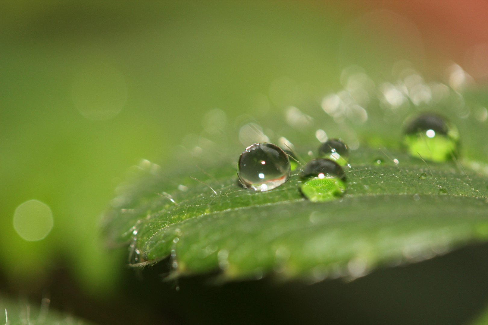 Die Natur bietet die beste Unterlage