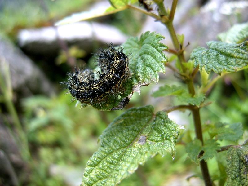 die Natur bietet einem mehr, als man zu glauben vermag