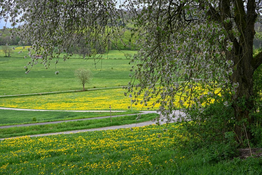 die Natur blüht...