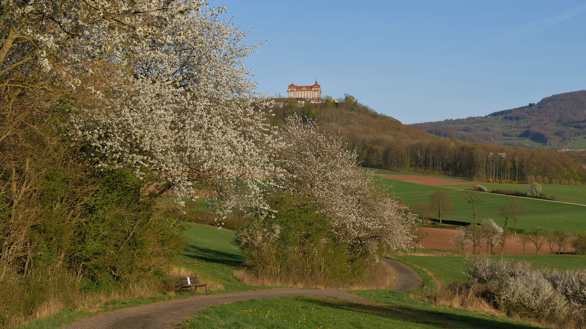 die Natur blüht...