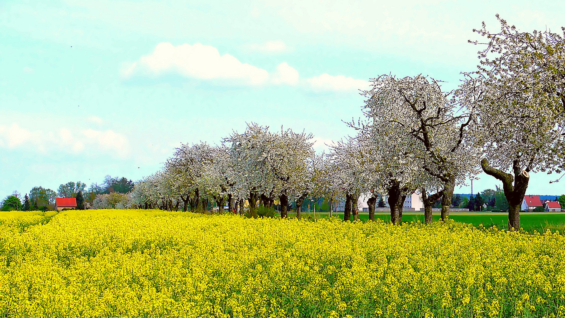 Die Natur blüht auf