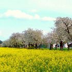 Die Natur blüht auf