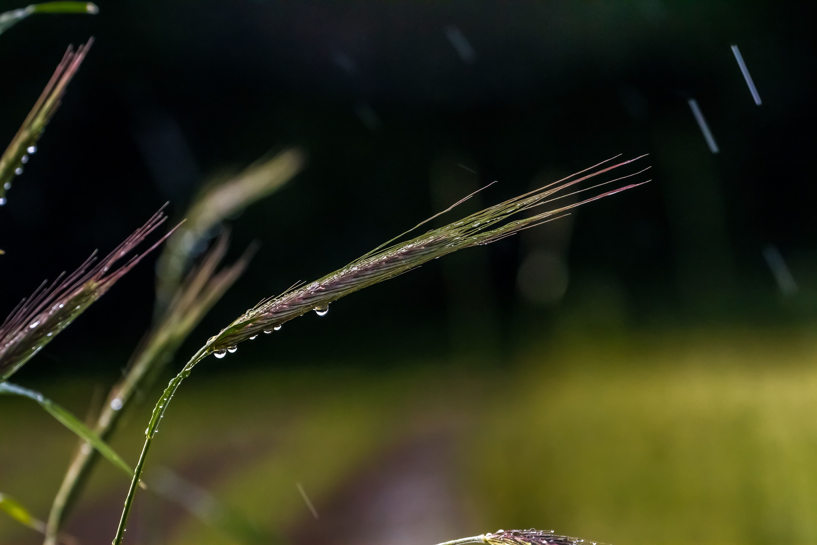 "Die Natur braucht Wasser" - nur unser Kopf keinen Regen