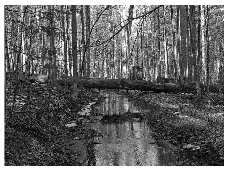 Die Natur-Brücke