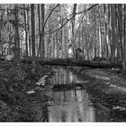 Die Natur-Brücke