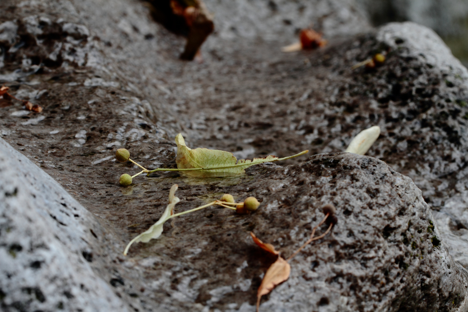 die Natur die sich auf Denkmälern absetzt