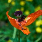 Die Natur- ein Skulpturenkünstler