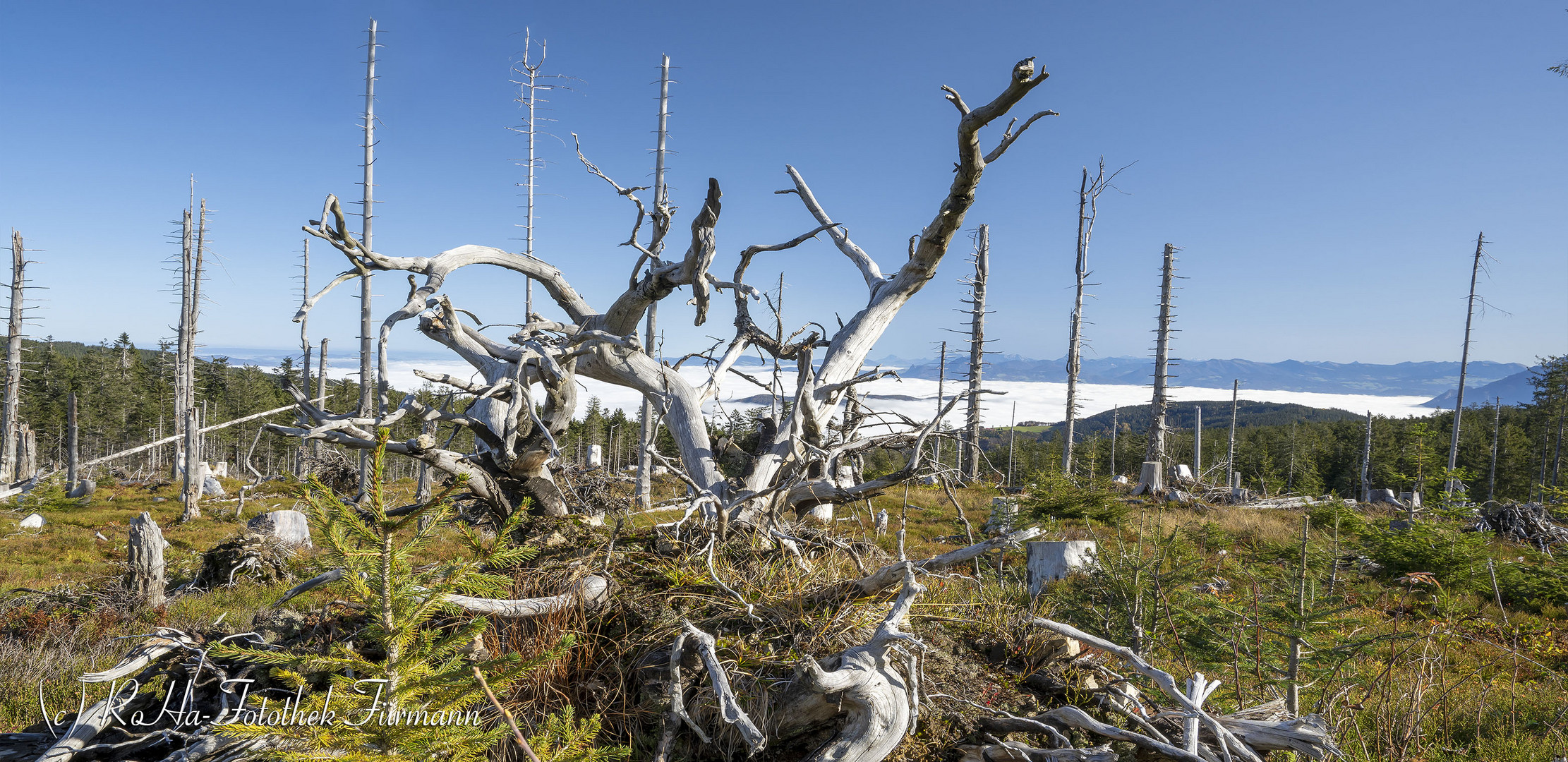 die Natur - ein Werden und Vergehen