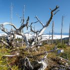 die Natur - ein Werden und Vergehen