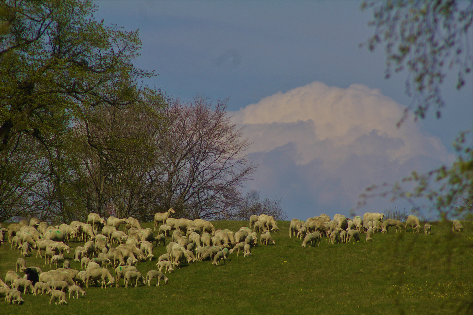 Die natur Ende April unterhalb der Teck