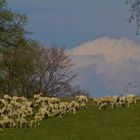 Die natur Ende April unterhalb der Teck