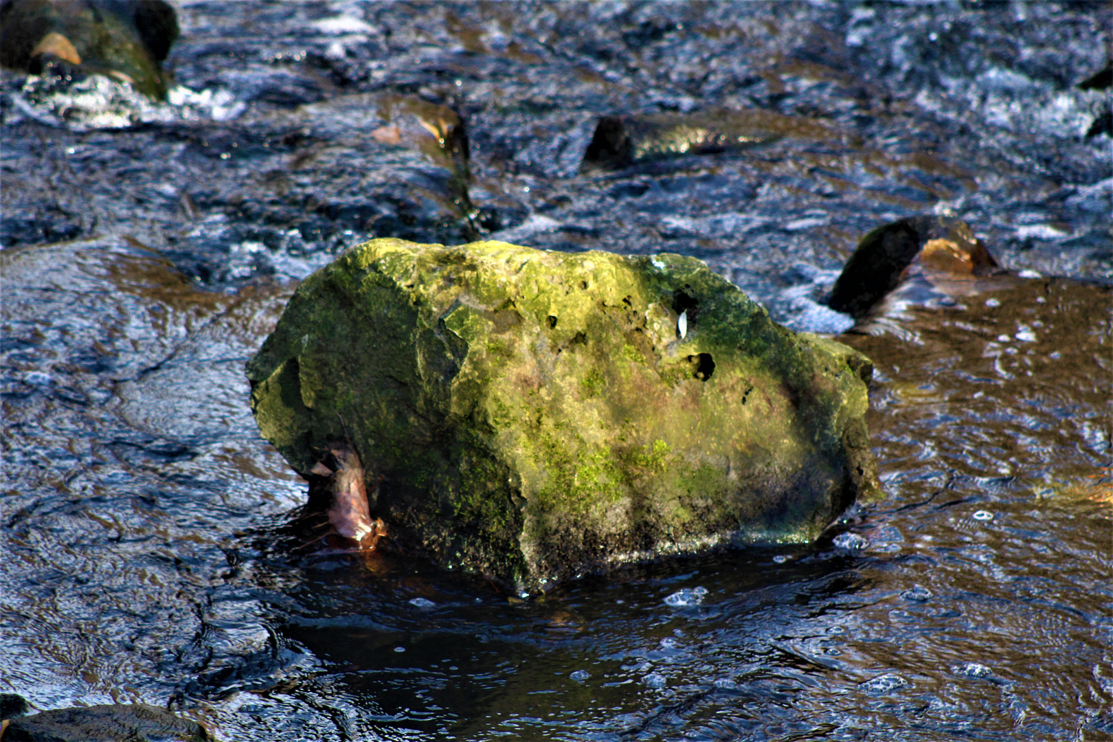 die Natur Ende November