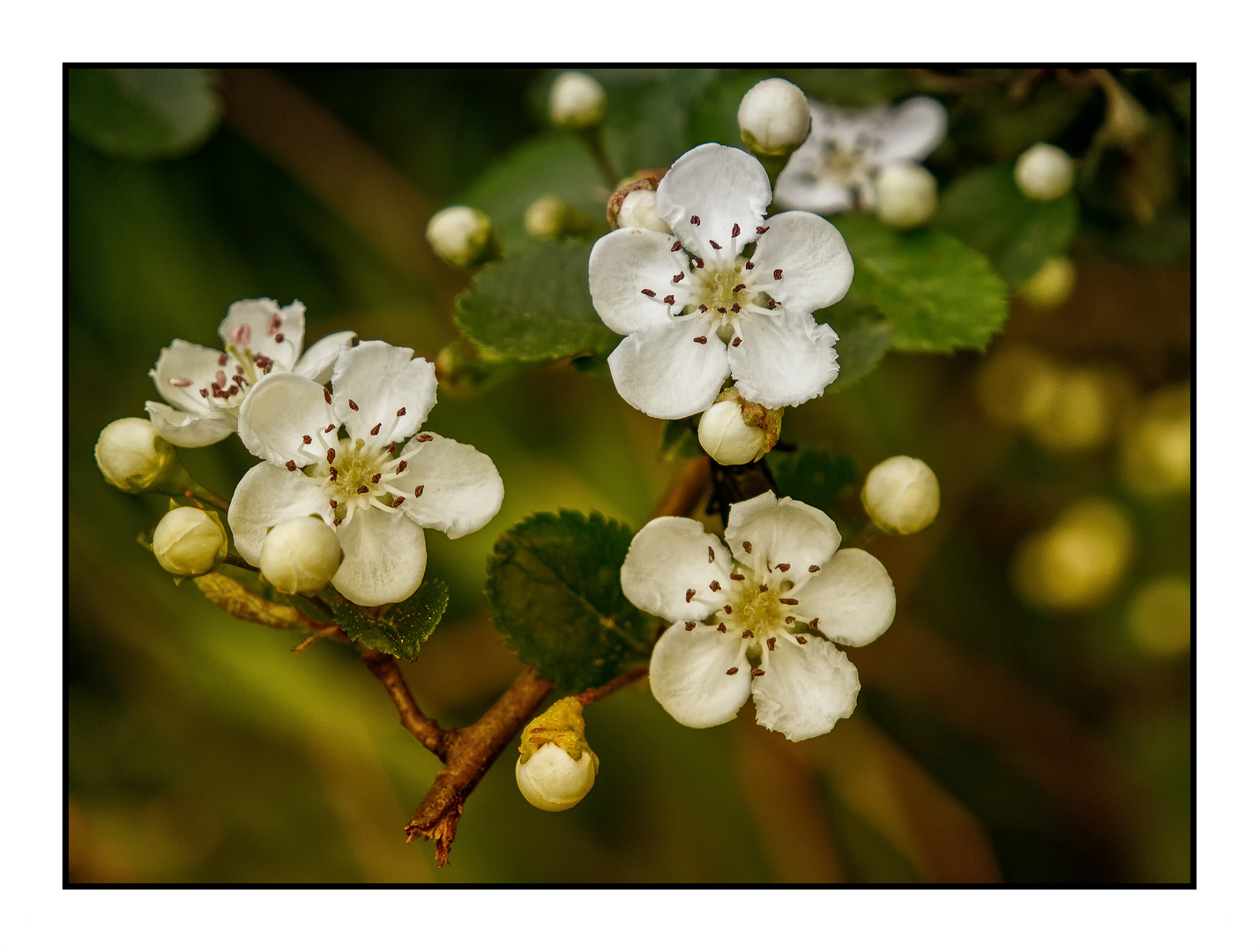 Die Natur erblüht