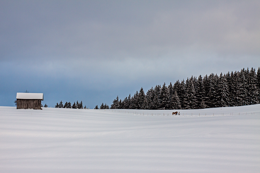 die Natur erobert ...