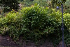 Die Natur erobert die Bahnbrücke I