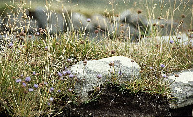 Die Natur erobert es sich zurück