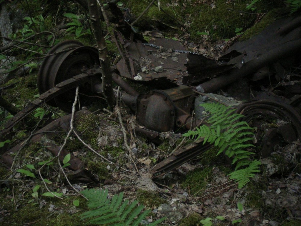 Die Natur erobert sich alles zurück, Bild 3