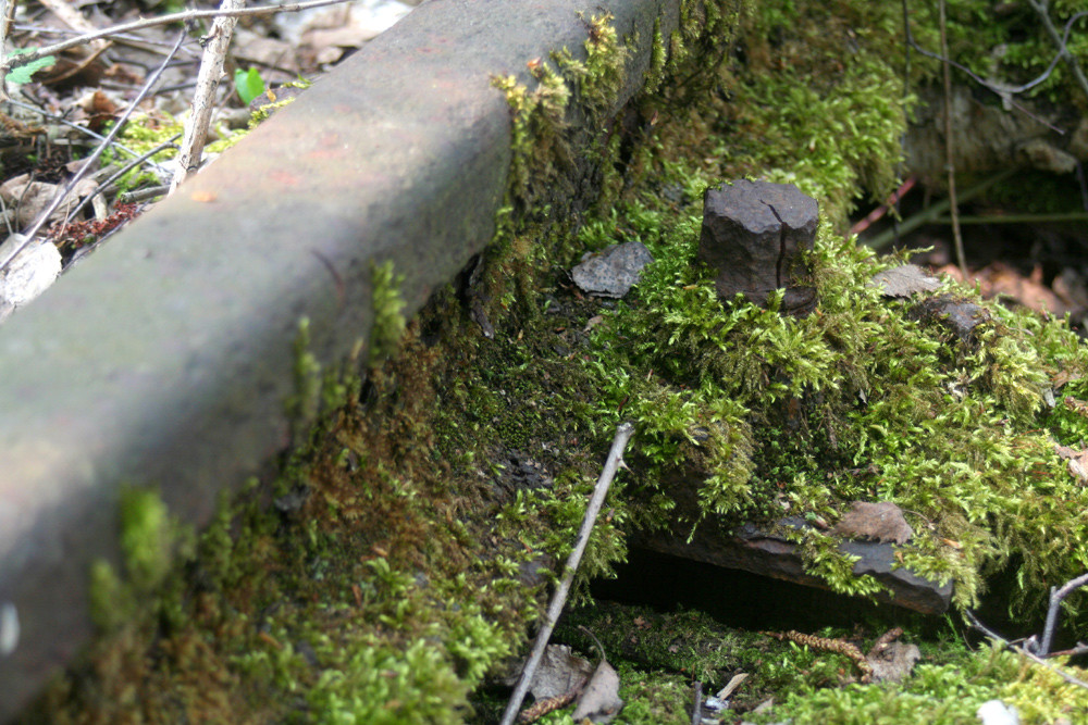 Die Natur erobert sich ihr Reich zurück!!!