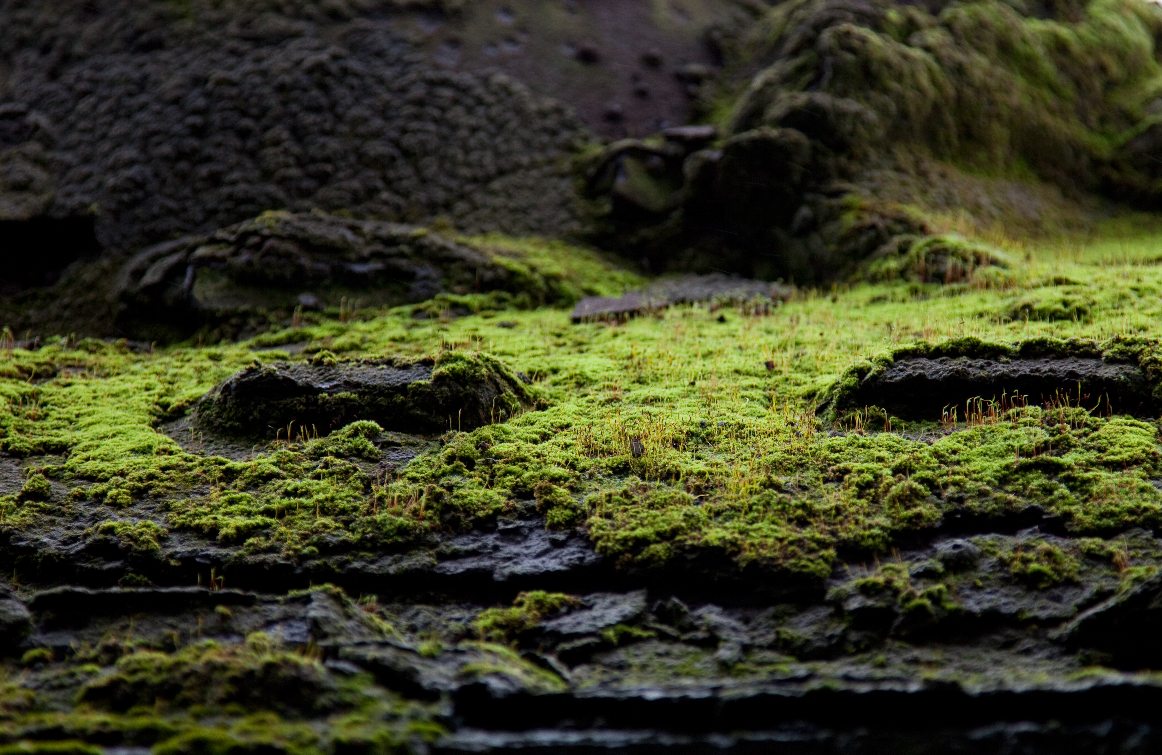 Die Natur erobert zurück 1