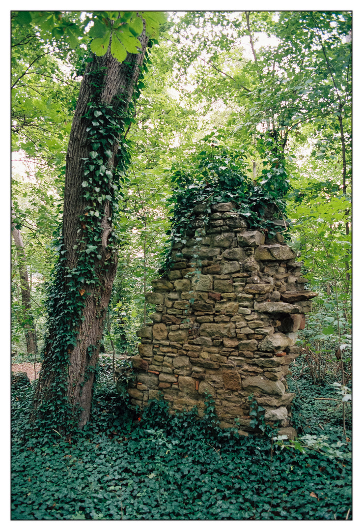 Die Natur erobert zurück