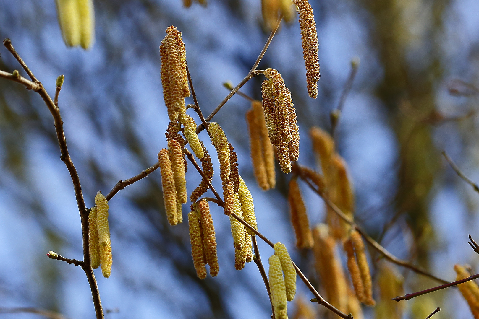 Die Natur erwacht