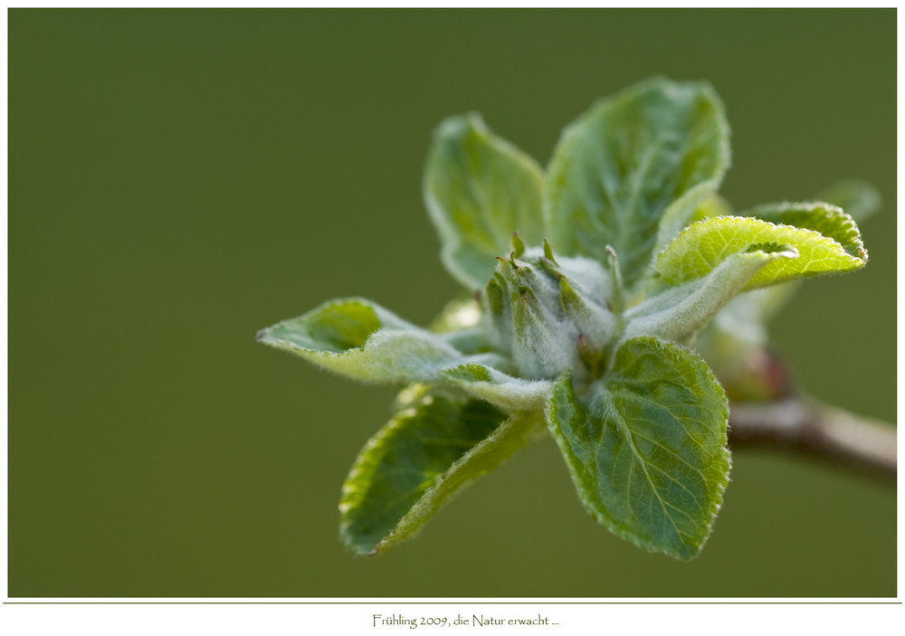 .. die Natur erwacht