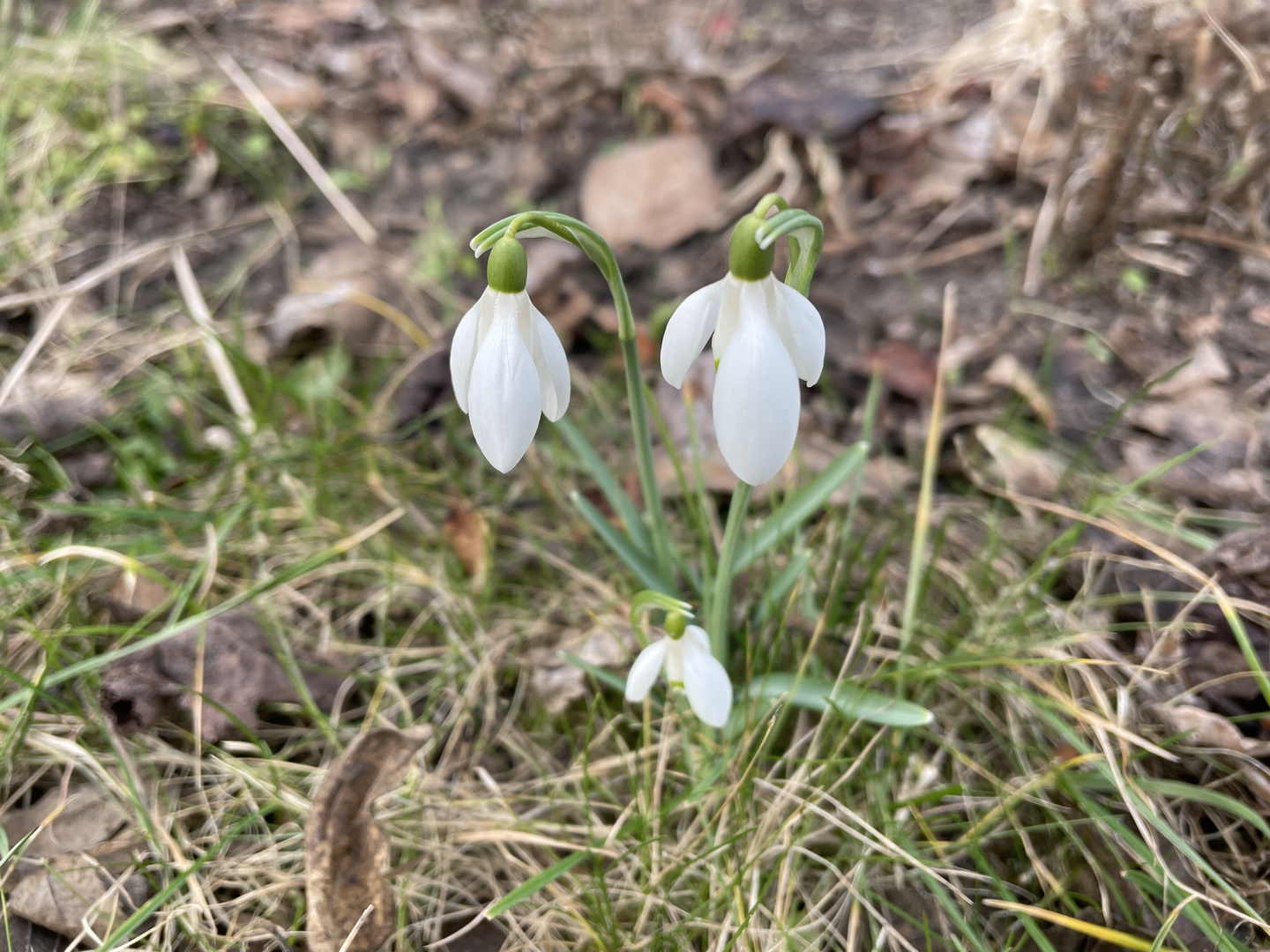 Die Natur erwacht