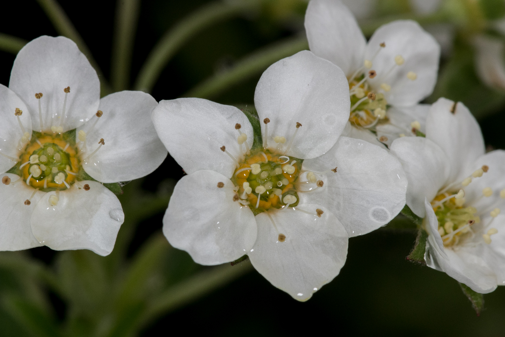 Die Natur erwacht 1