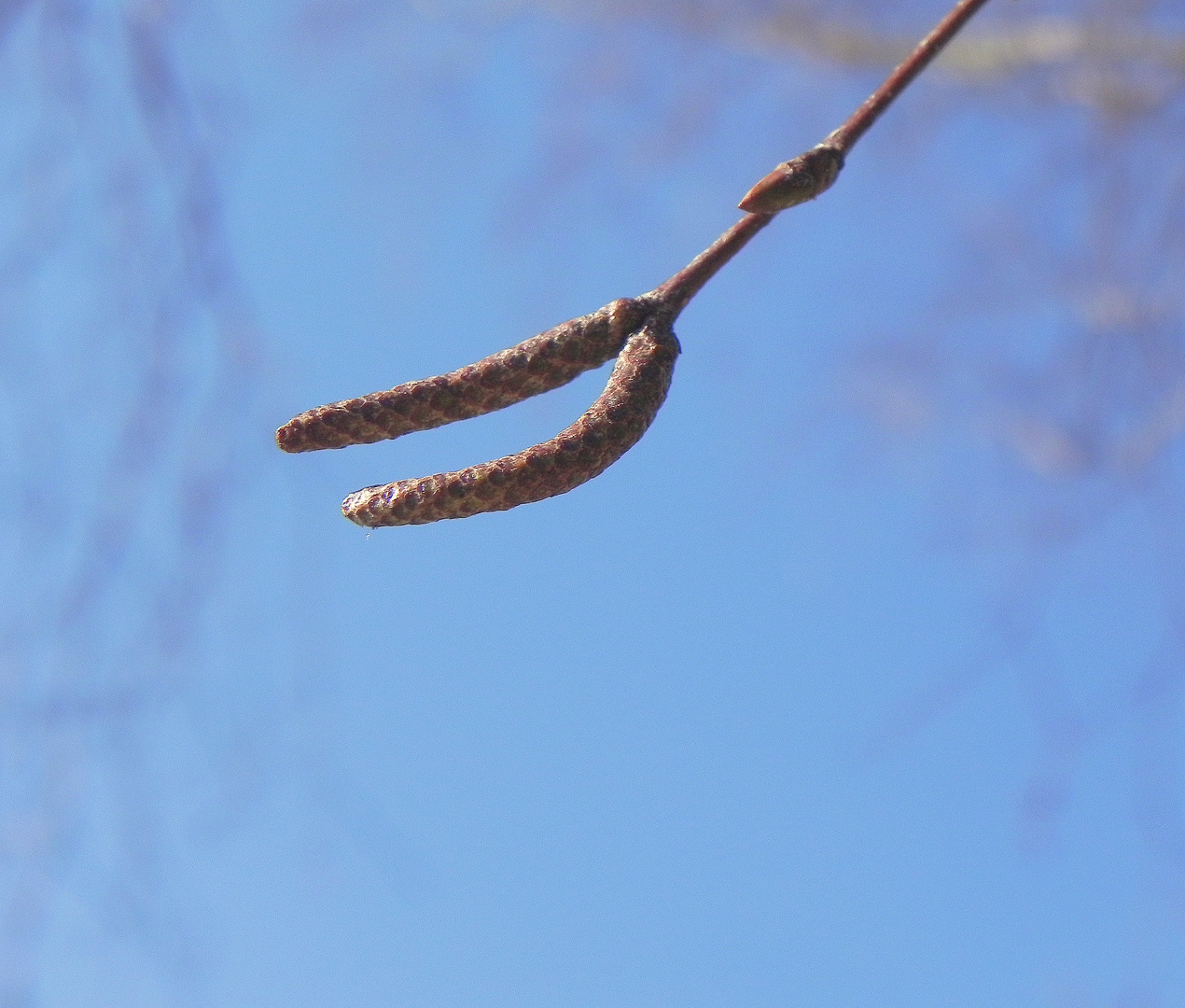 die Natur erwacht - 1