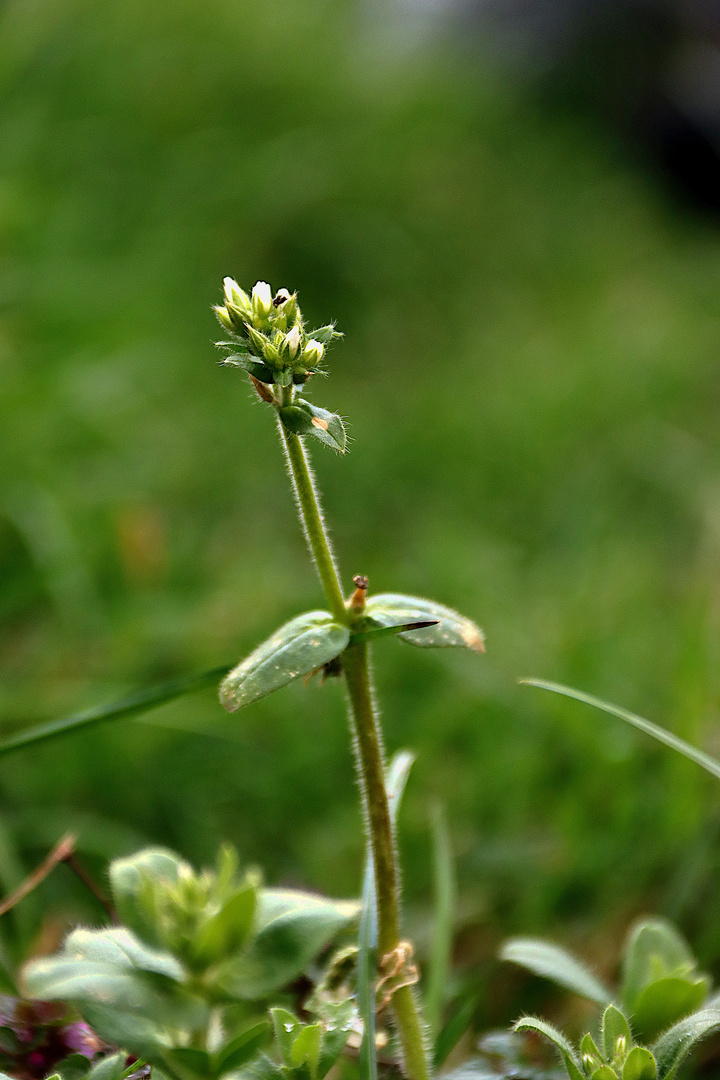 Die Natur erwacht