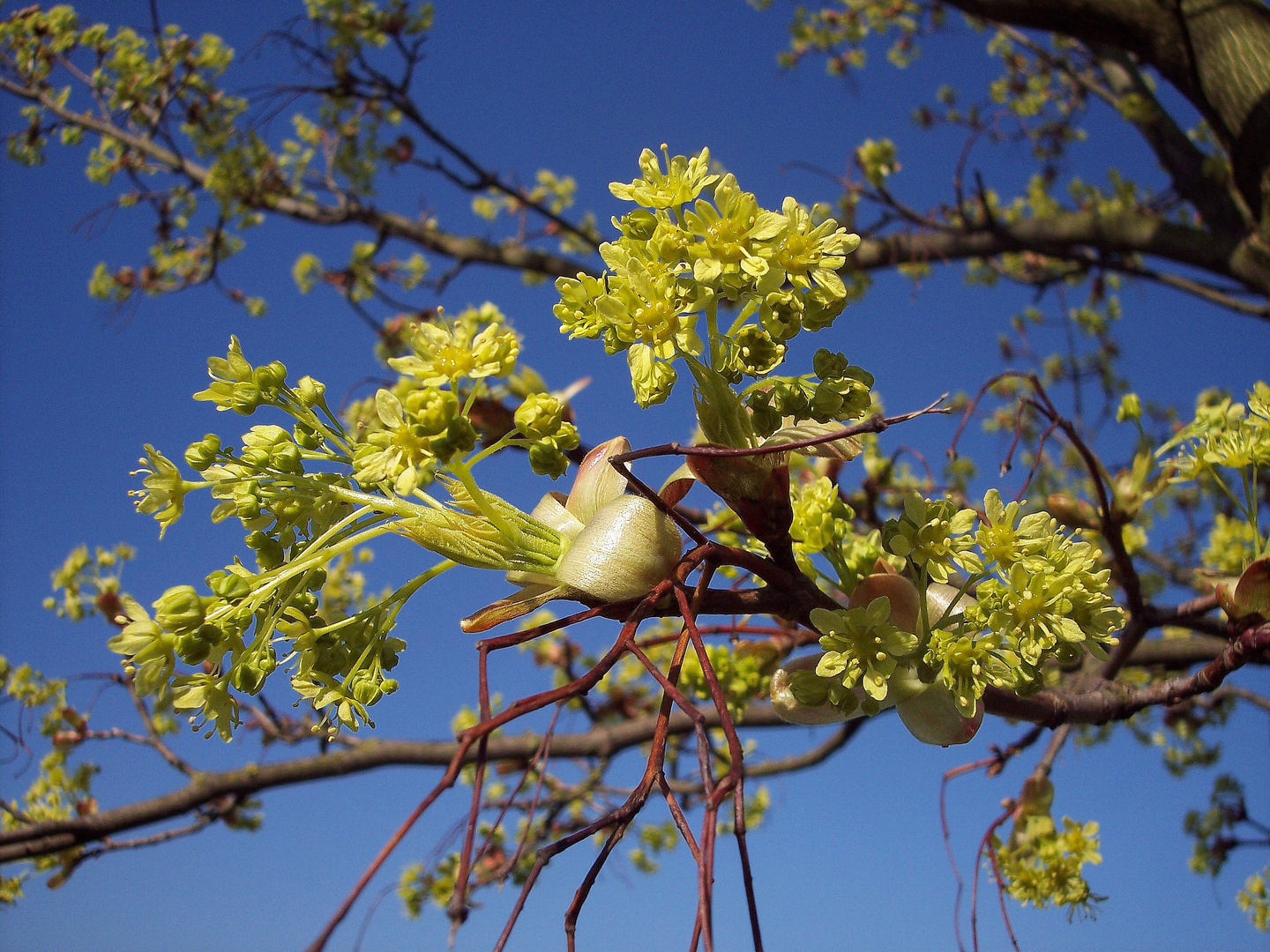 Die Natur erwacht