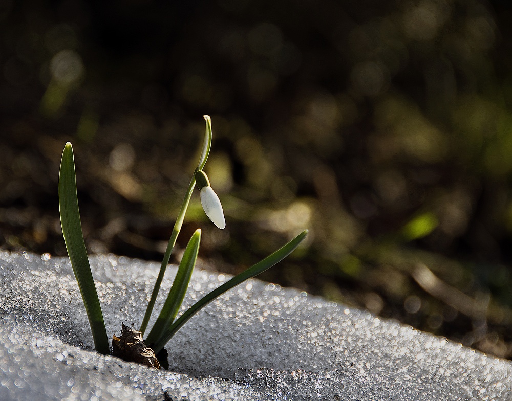 Die Natur "erwacht" - 2......