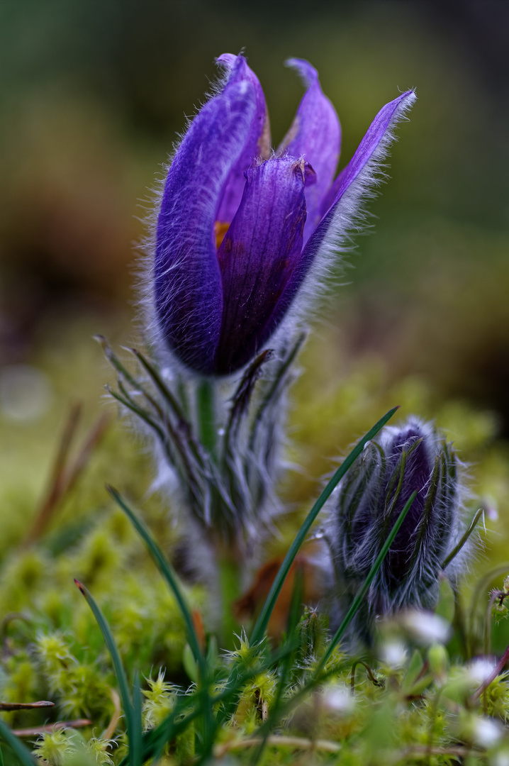 Die Natur erwacht