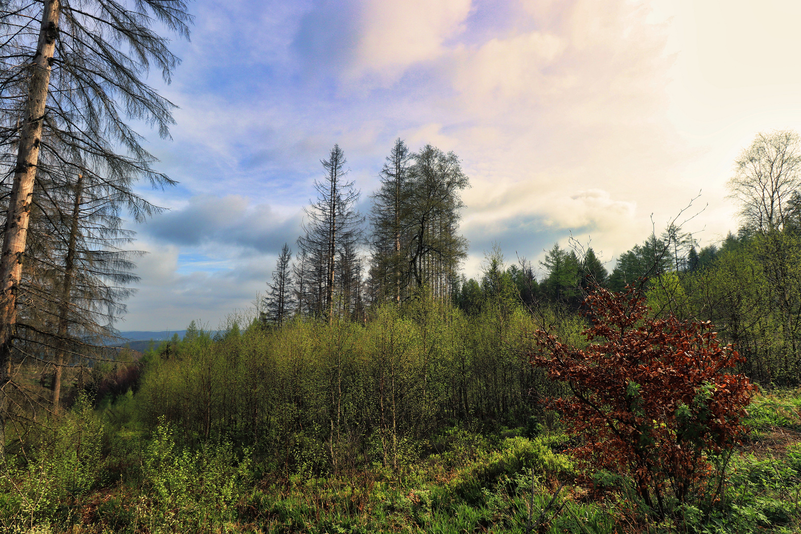 Die Natur erwacht