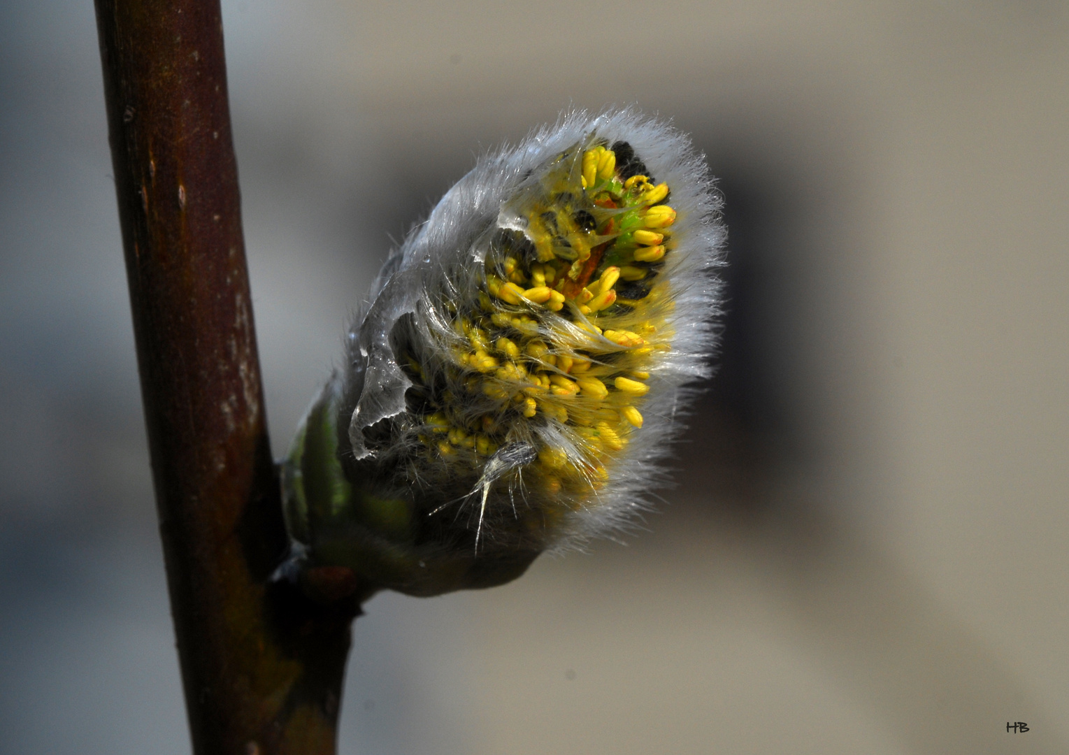 Die Natur erwacht